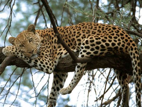 cat_nap_leopard_africa.jpg