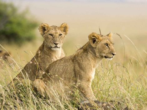 female_lion_cubs__masai_mara_kenya_africa.jpg