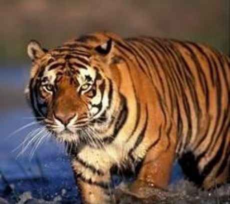 indiai_tigris.jpg