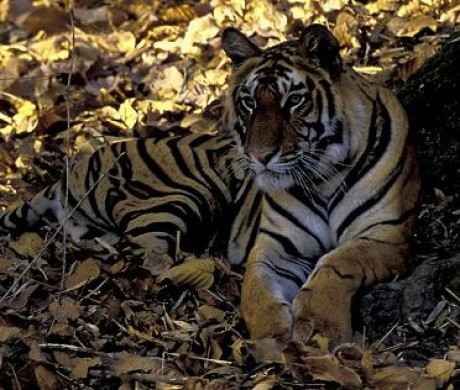 indiai_tigris2.jpg