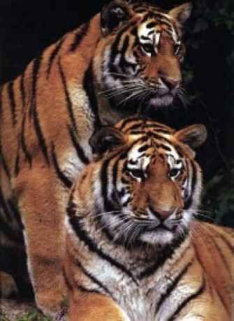indiai_tigris3.jpg