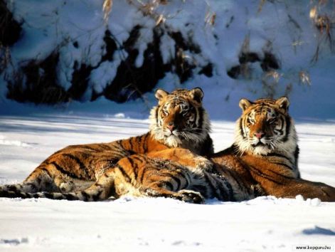 sziberiai_tigrisek.jpg