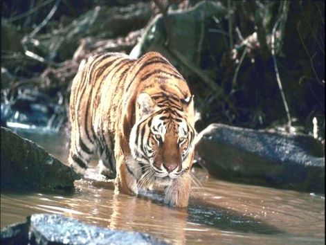 tiger2.jpg