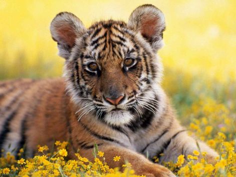 tigris_tiger02.jpg
