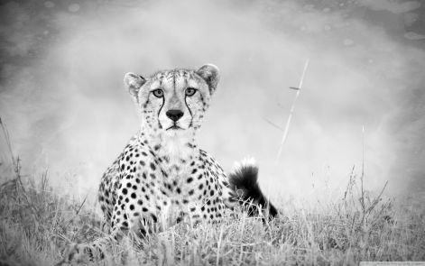 cheetah_monochrome-wallpaper-2560x1600.jpg