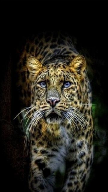 leopard_sokadik.jpg