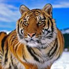 tigris_0.jpg